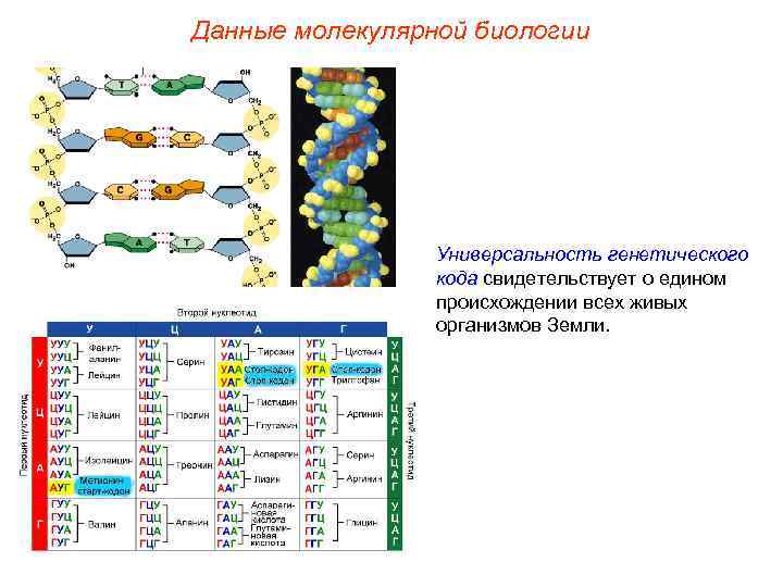 Данные молекулярной биологии Универсальность генетического кода свидетельствует о едином происхождении всех живых организмов Земли.