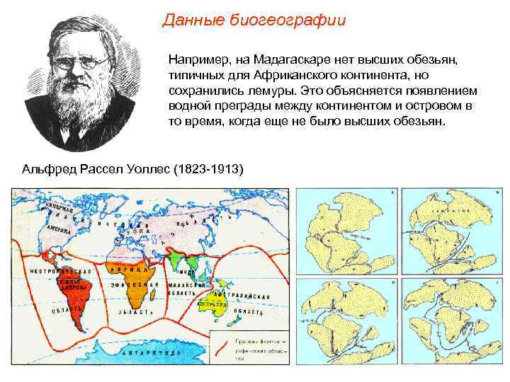 Данные биогеографии Например, на Мадагаскаре нет высших обезьян, типичных для Африканского континента, но сохранились