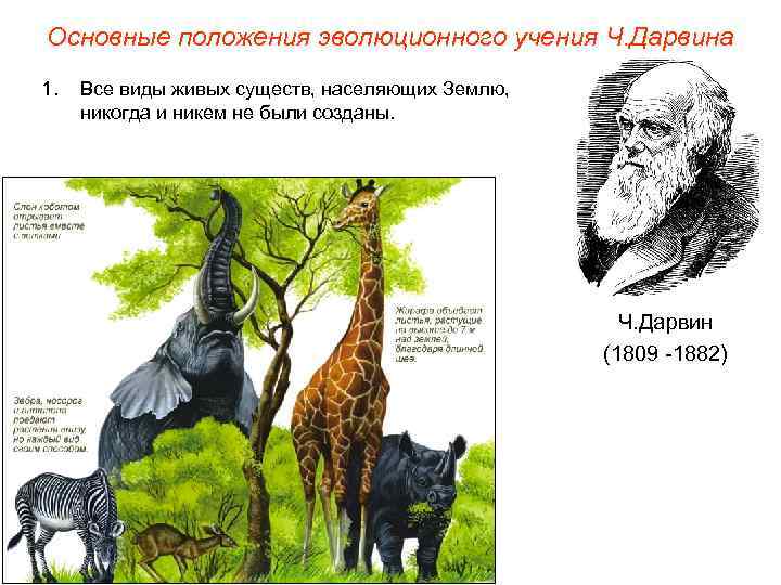 Основные положения эволюционного учения Ч. Дарвина 1. Все виды живых существ, населяющих Землю, никогда