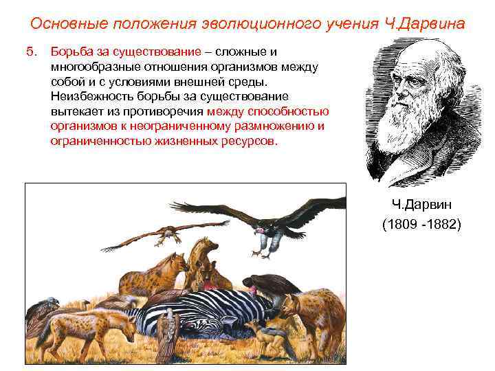 Основные положения эволюционного учения Ч. Дарвина 5. Борьба за существование – сложные и многообразные