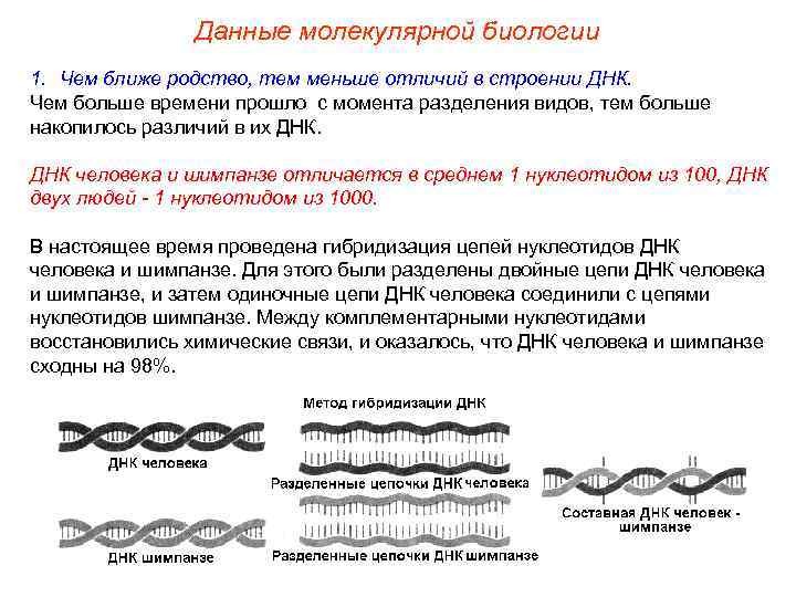 Данные молекулярной биологии 1. Чем ближе родство, тем меньше отличий в строении ДНК. Чем