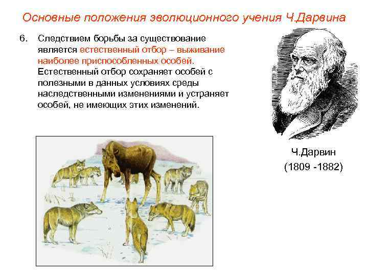 Основные положения эволюционного учения Ч. Дарвина 6. Следствием борьбы за существование является естественный отбор