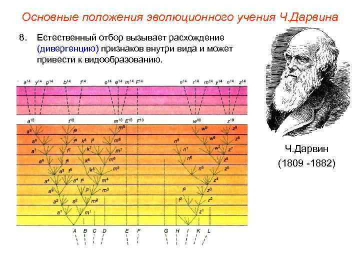 Основные положения эволюционного учения Ч. Дарвина 8. Естественный отбор вызывает расхождение (дивергенцию) признаков внутри