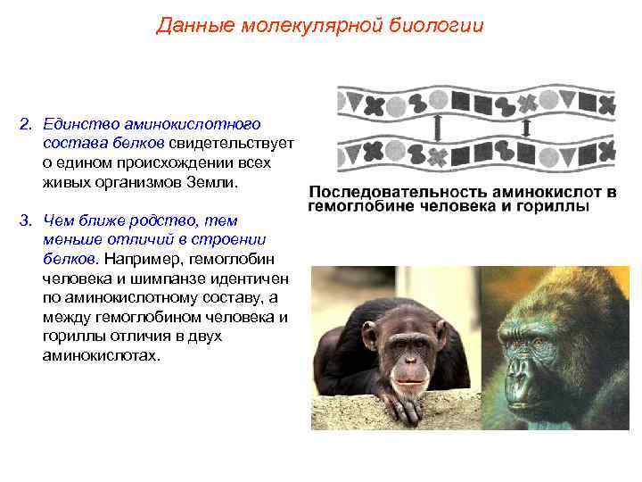 Данные молекулярной биологии 2. Единство аминокислотного состава белков свидетельствует о едином происхождении всех живых