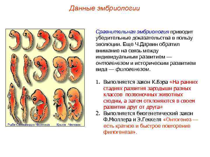 Данные эмбриологии Сравнительная эмбриология приводит убедительные доказательства в пользу эволюции. Еще Ч. Дарвин обратил