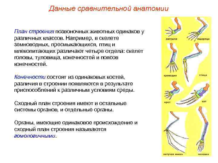 Данные сравнительной анатомии План строения позвоночных животных одинаков у различных классов. Например, в скелете