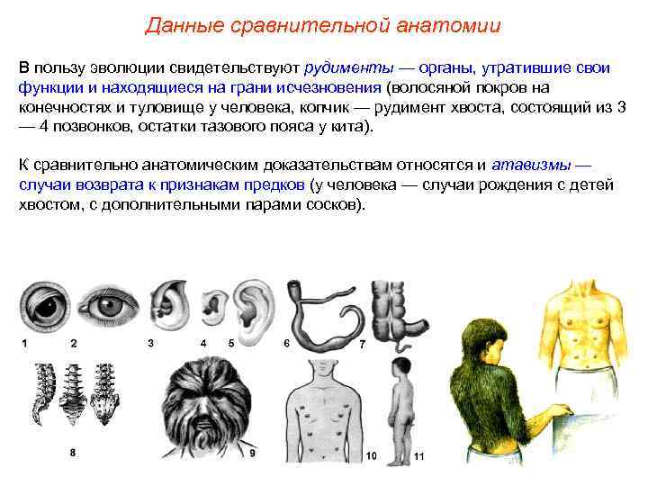 Данные сравнительной анатомии В пользу эволюции свидетельствуют рудименты — органы, утратившие свои функции и