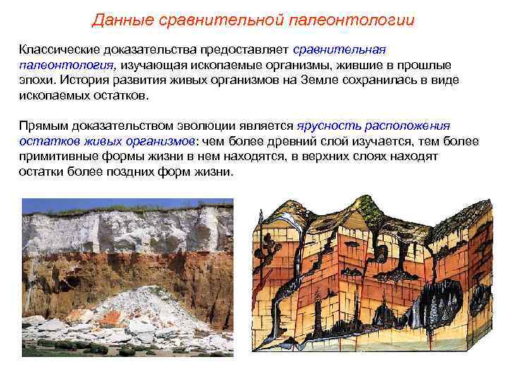 Данные сравнительной палеонтологии Классические доказательства предоставляет сравнительная палеонтология, изучающая ископаемые организмы, жившие в прошлые