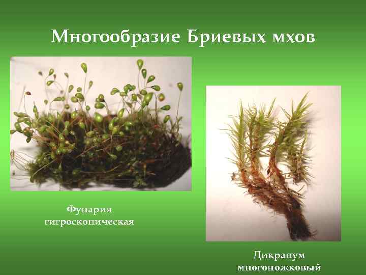Многообразие Бриевых мхов Фунария гигроскопическая Дикранум многоножковый 