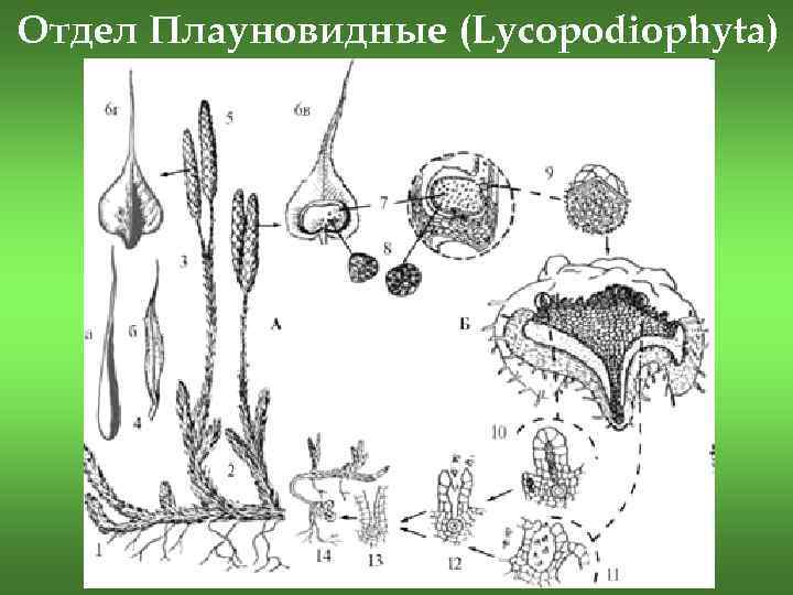 Отдел плауновидные рисунок