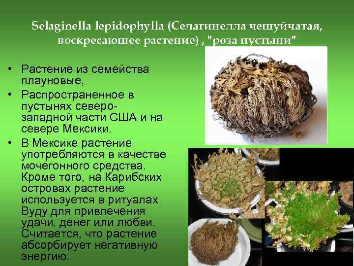 Selaginella lepidophylla (Селагинелла чешуйчатая, воскресающее растение) , "роза пустыни" • Растение из семейства плауновые,