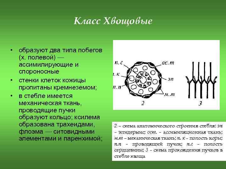 Класс Хвощовые • образуют два типа побегов (х. полевой) — ассимилирующие и спороносные •