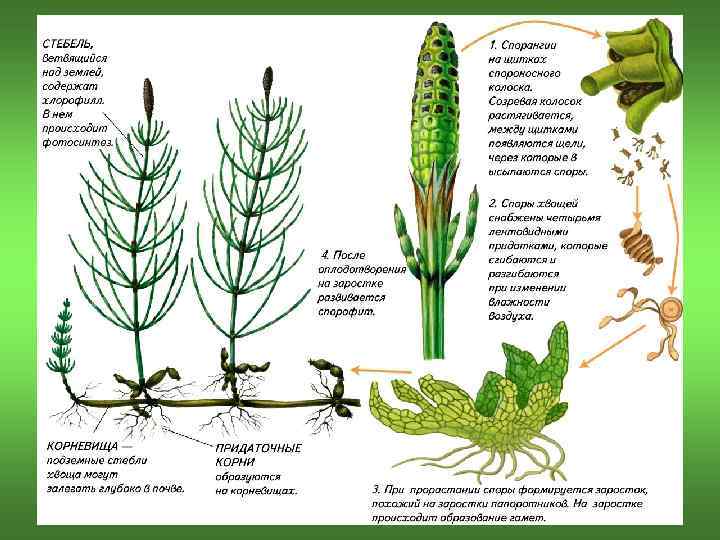 Споровые растения рисунок