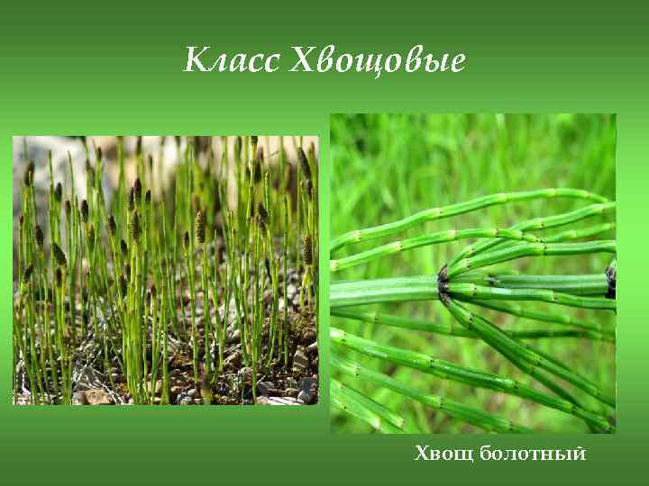 Класс Хвощовые Хвощ болотный 