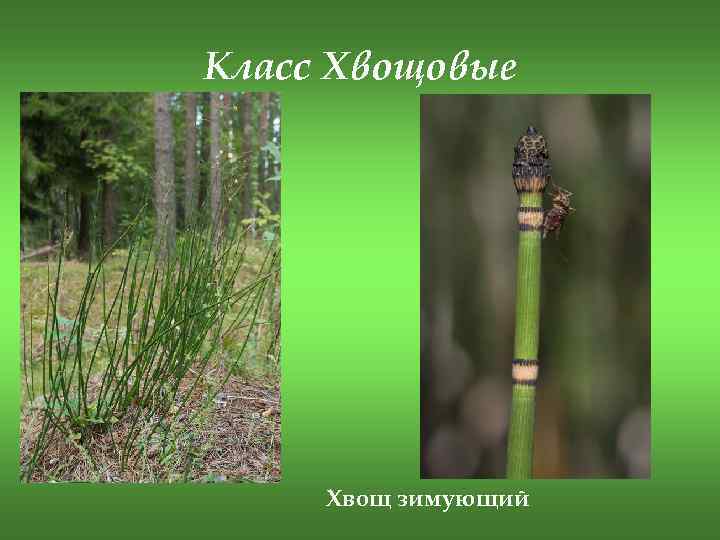 Класс Хвощовые Хвощ зимующий 