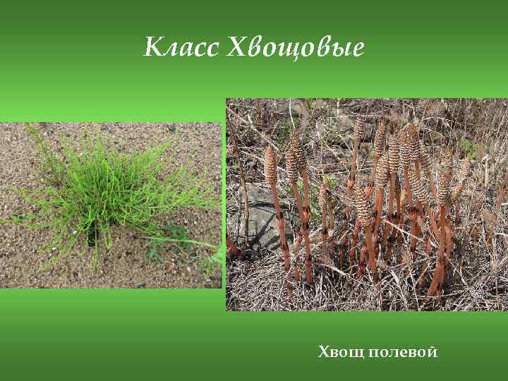 Класс Хвощовые Хвощ полевой 