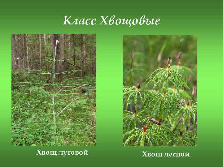Класс Хвощовые Хвощ луговой Хвощ лесной 