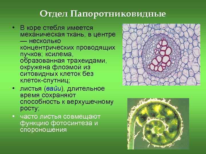 Отдел Папоротниковидные • В коре стебля имеется механическая ткань, в центре — несколько концентрических