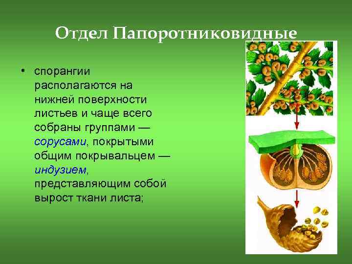 Отдел Папоротниковидные • спорангии располагаются на нижней поверхности листьев и чаще всего собраны группами
