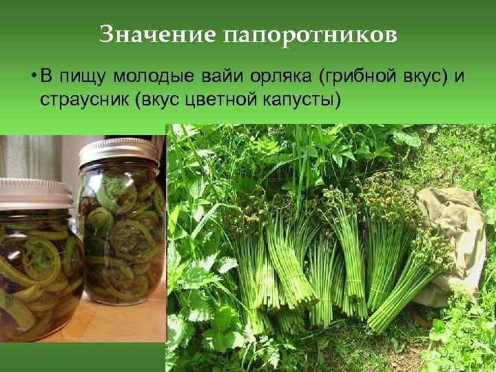 Значение папоротников • В пищу молодые вайи орляка (грибной вкус) и страусник (вкус цветной