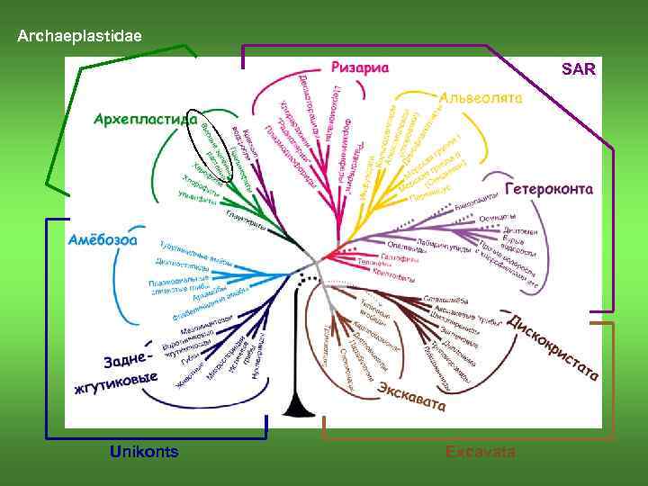 Archaeplastidae SAR Unikonts Excavata 