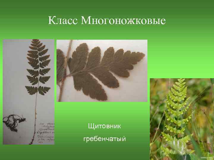 Класс Многоножковые Щитовник гребенчатый 