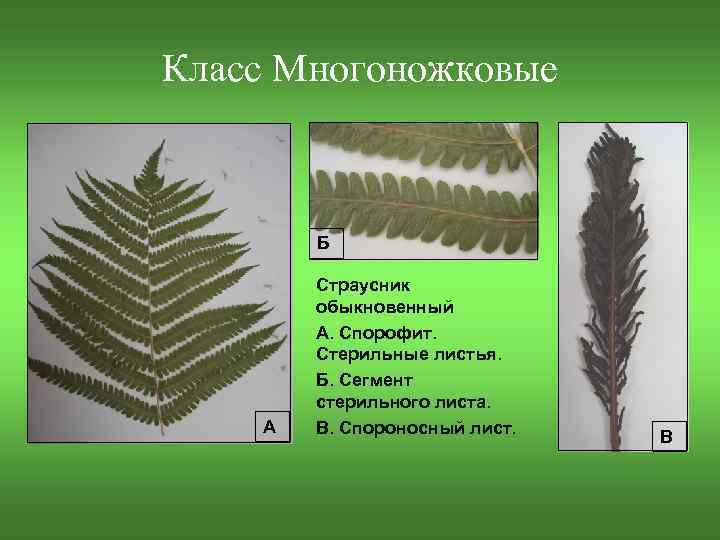 Класс Многоножковые Б А Страусник обыкновенный А. Спорофит. Стерильные листья. Б. Сегмент стерильного листа.