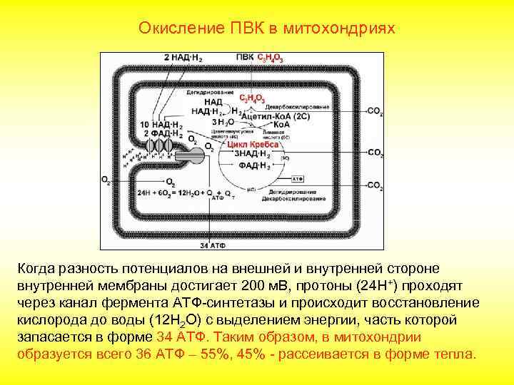 Окисление ПВК в митохондриях Когда разность потенциалов на внешней и внутренней стороне внутренней мембраны