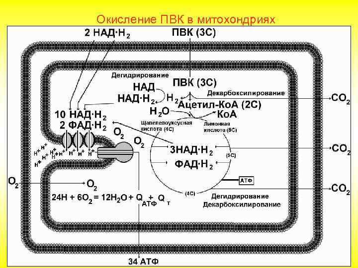 Окисление ПВК в митохондриях 