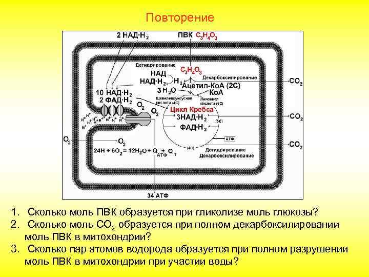 Повторение 1. Сколько моль ПВК образуется при гликолизе моль глюкозы? 2. Сколько моль СО