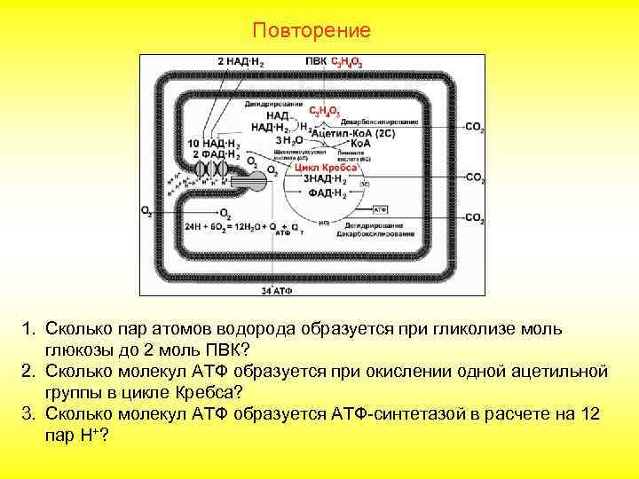 Повторение 1. Сколько пар атомов водорода образуется при гликолизе моль глюкозы до 2 моль