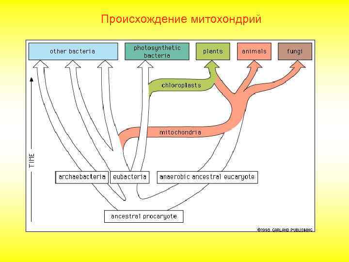 Происхождение митохондрий 