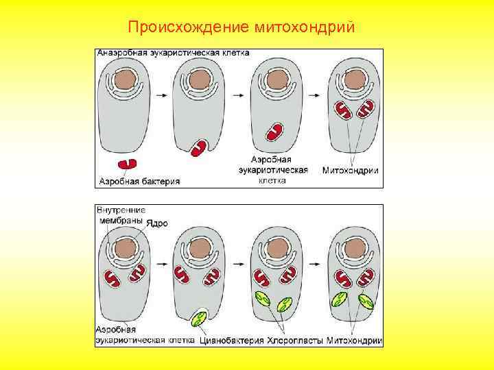 Происхождение митохондрий 