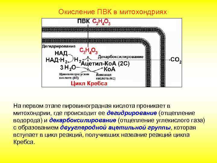 Окисление ПВК в митохондриях На первом этапе пировиноградная кислота проникает в митохондрии, где происходит