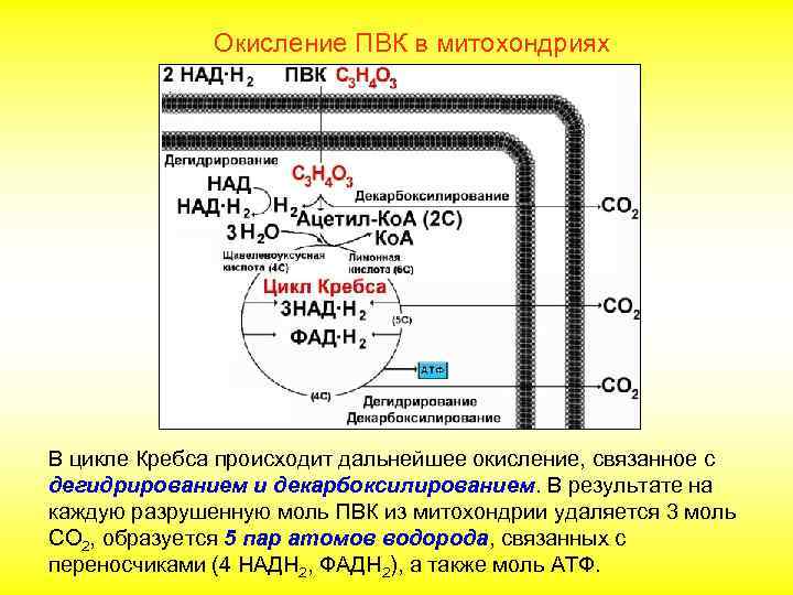 Окисление ПВК в митохондриях В цикле Кребса происходит дальнейшее окисление, связанное с дегидрированием и