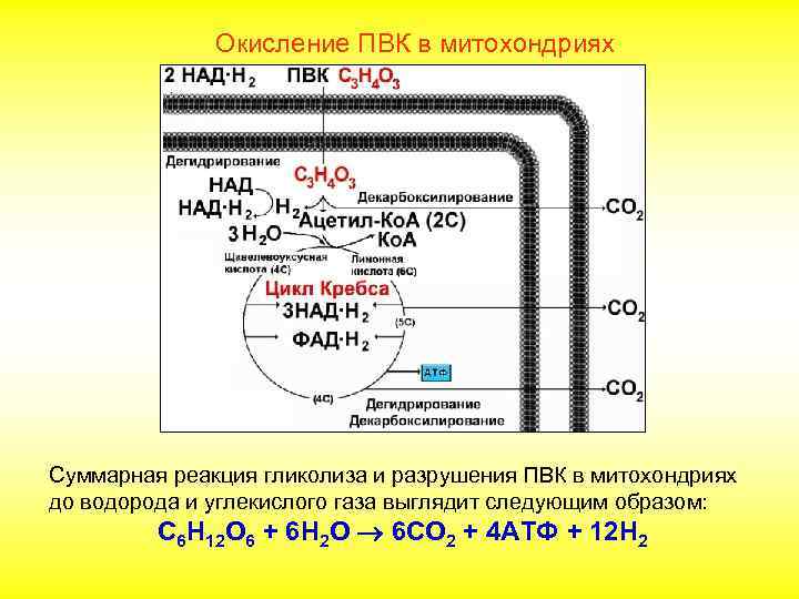 Окисление ПВК в митохондриях Суммарная реакция гликолиза и разрушения ПВК в митохондриях до водорода