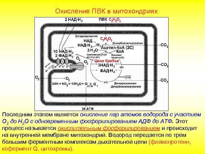 Окисление ПВК в митохондриях Последним этапом является окисление пар атомов водорода с участием О