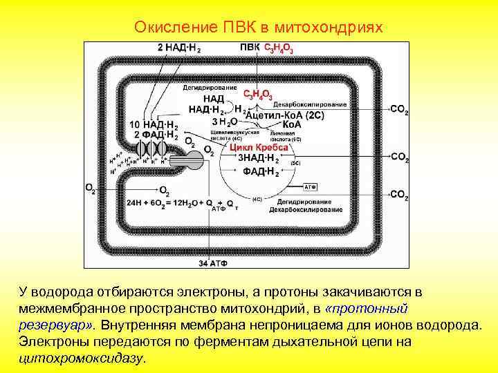 Окисление ПВК в митохондриях У водорода отбираются электроны, а протоны закачиваются в межмембранное пространство