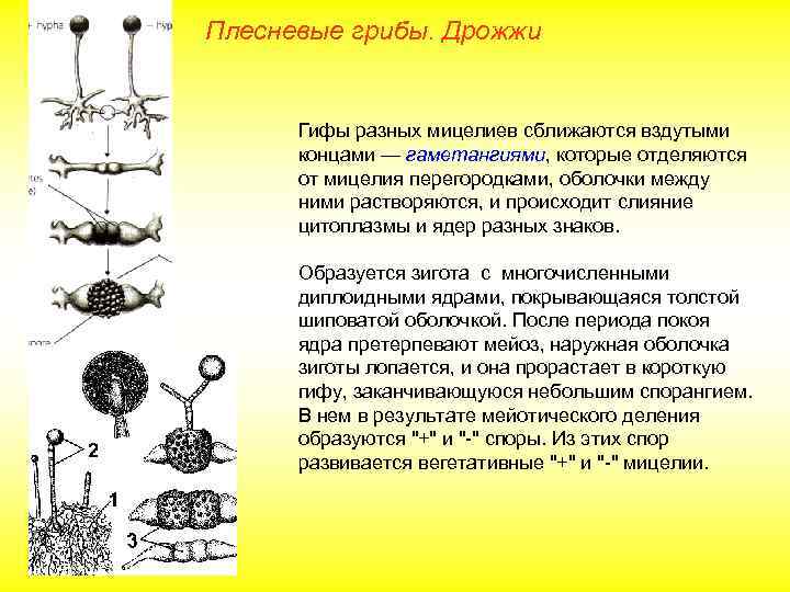 Плесневые грибы. Дрожжи Гифы разных мицелиев сближаются вздутыми концами — гаметангиями, которые отделяются от