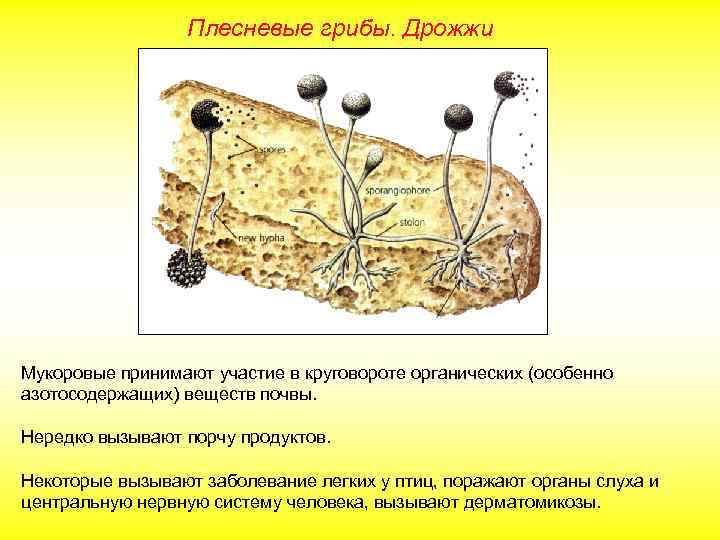 Презентация на тему плесневые грибы и дрожжи 5 класс биология