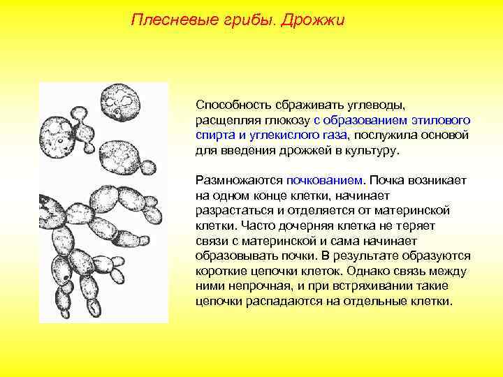 Плесневые грибы. Дрожжи Способность сбраживать углеводы, расщепляя глюкозу с образованием этилового спирта и углекислого