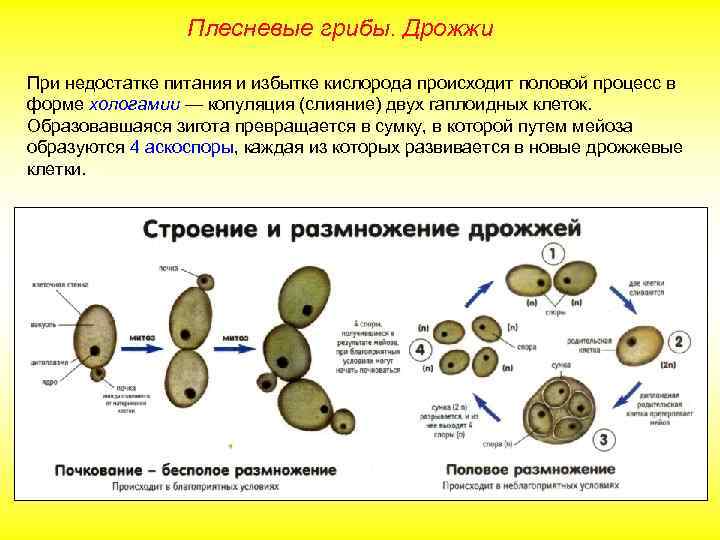 Плесневые грибы. Дрожжи При недостатке питания и избытке кислорода происходит половой процесс в форме