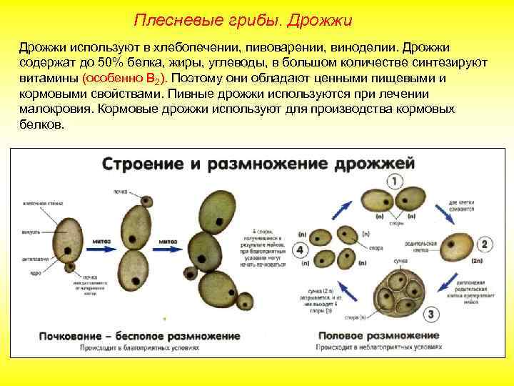Плесневые грибы. Дрожжи используют в хлебопечении, пивоварении, виноделии. Дрожжи содержат до 50% белка, жиры,