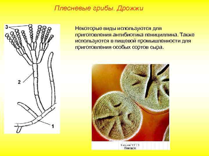 Плесневые грибы. Дрожжи Некоторые виды используются для приготовления антибиотика пенициллина. Также используются в пищевой