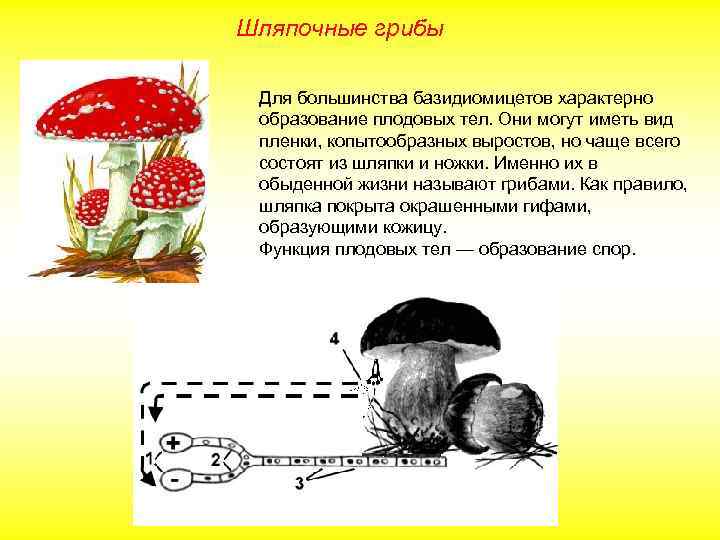 Процесс почкования каких низших грибов изображен на рисунке