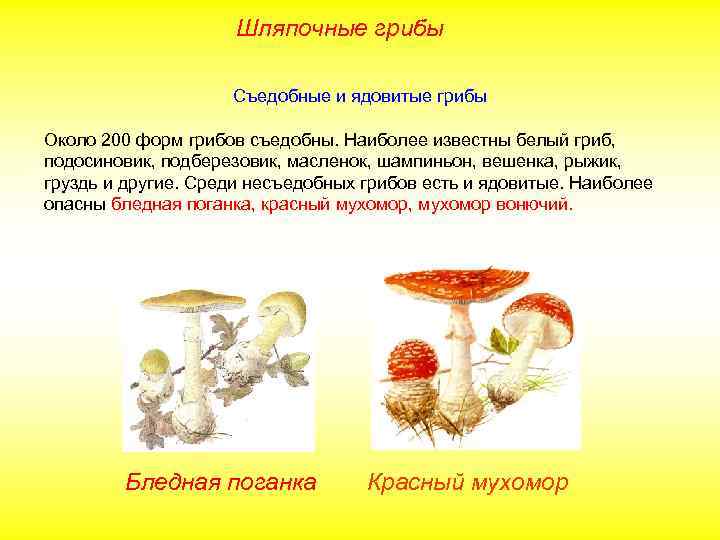 Шляпочные грибы Съедобные и ядовитые грибы Около 200 форм грибов съедобны. Наиболее известны белый