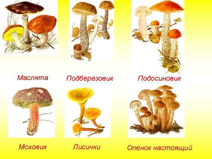 Маслята Моховик Подберезовик Лисички Подосиновик Опенок настоящий 