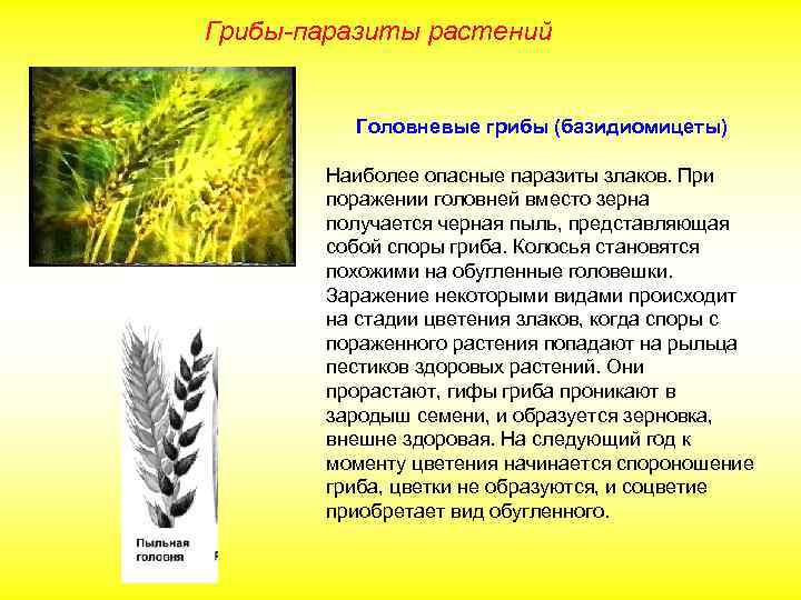 Грибы-паразиты растений Головневые грибы (базидиомицеты) Наиболее опасные паразиты злаков. При поражении головней вместо зерна