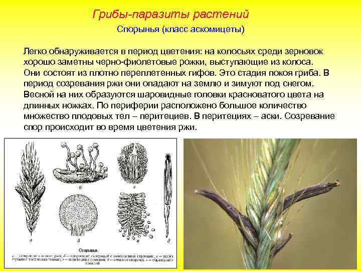 Грибы-паразиты растений Спорынья (класс аскомицеты) Легко обнаруживается в период цветения: на колосьях среди зерновок