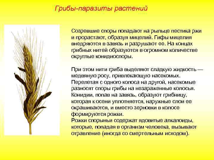 Грибы-паразиты растений Созревшие споры попадают на рыльце пестика ржи и прорастают, образуя мицелий. Гифы